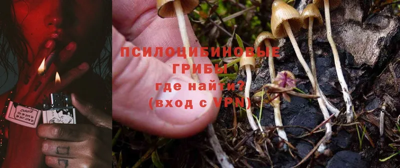 Псилоцибиновые грибы Cubensis  Алупка 